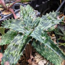 Image result for Aloe komatiensis