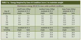 Lifetime Wool More Lambs Better Wool Healthy Ewes Feed