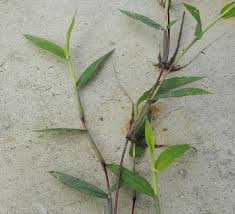 Image result for Digitaria acuminatissima