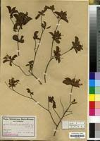 Image result for Terminalia phanerophlebia