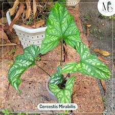 Image result for Cercestis congensis