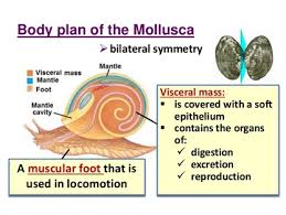 Body Plan And Symmetry Phylum Mollusca