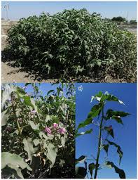 Image result for Ipomoea carnea