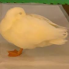 あやめ on instagram 最近は立ち寝の気分みたい コールダック アヒル クワックワ かわいい duck callduck petduck pet cute quack in 2020 animals bird