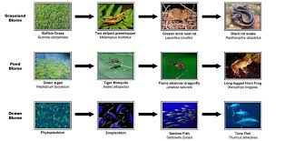 5 1 Communities And Ecosystems Bioninja