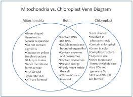 Mitochondria Vs Chloroplast Venn Diagram In 2021 Venn Diagram Mitochondria Diagram