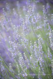 Light Violet Blue Lavender Picture Dreamy Wall Decor Flower Etsy Flower Photos Purple Wall Art Flower Wall Decor