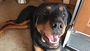 Take the missing animal to the local veterinarian or animal pound in gilbert to get the pet scanned for a microchip. U Haul Billionaire Surrenders Sick Rottweilers To Arizona Dog Rescue
