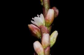 Image result for Persicaria hystricula