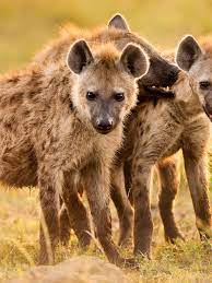 Hyenas have a bad rap—but they're Africa's most successful predator