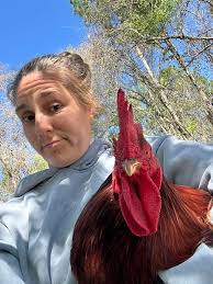 Thats right! You be mad! It's what you get for being a jerk bigger than  your granny gettin a hold of your arm!!!! He attacked me while gathering  the eggs…so after I