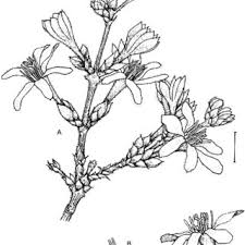 Image result for Sericanthe chimanimaniensis