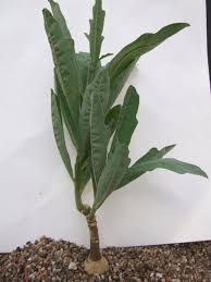 Image result for Adenia repanda