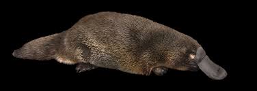 Era uma vez um lindo ornitorrinco azul. Curiosidades Del Animal Mas Curioso El Ornitorrinco Robotitus