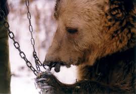 Image result for bear cub chained