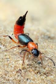 Black And White Insect With Stinger Fake Stinger Insects Pictures Of Insects Bugs Insects