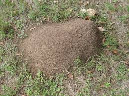 Quick Tip How Can I Get Rid Of Ants In My Gainesville Lawn The Masters Lawn Care
