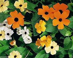 Image result for Thunbergianthus