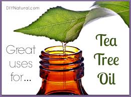 Uses For Tea Tree Oil 12 Every Day Uses For Tea Tree Essential Oil