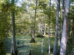 Bayou Bend Museum