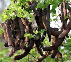 Image result for Coffea racemosa