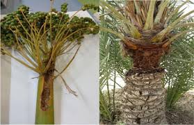 These symptoms cause significant problems in social or work situations and in relationships. Insect Pest Management In Organic Farming System Intechopen
