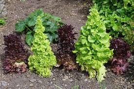 Lift the lettuce seedlings from the seed tray and place them into the holes. How To Plant And Grow Leaf Lettuce Gardener S Path