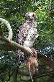 Elf owl, being the smallest, largely feeds on insects while the great gray owl, being one of the world's largest owls, mainly eats small mammals like rodents. Powerful Owl Wikipedia