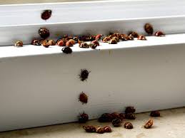 5 bis 15 mm lang; Marienkaferplage So Werden Sie Die Lastigen Insekten Ganz Einfach Wieder Los