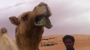 Official video for stick! by zack fox featuring fabo stream stick! Camel Tongue By Jaxson Mcalpin