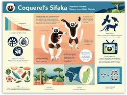 Pin On Animal Infographic