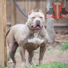 We did not find results for: Xxl Pitbull Puppies For Sale Pitbull Puppies Available