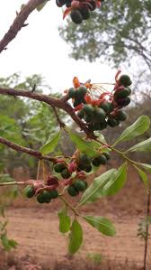 Image result for Ochna schweinfurthiana