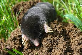 Maybe you would like to learn more about one of these? How To Get Rid Of Moles Using Home Remedies Mymove