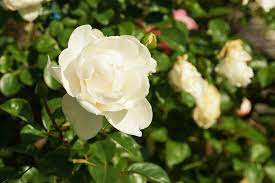 Mit ihrem feinen duft, ihrer schönheit und den unnahbaren dornen hat die rose seit jeher fasziniert… Ganzjahrig Bluhende Rosen 24 Sorten Die Am Langsten Bluhen Gartenlexikon De