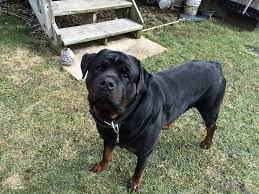 Check spelling or type a new query. All Black Rottweiler Puppies Petsidi