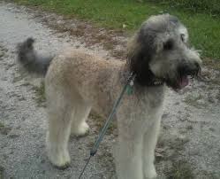 German shepherd poodle mix shepadoodle. Shepadoodle Dog Breed Information And Pictures