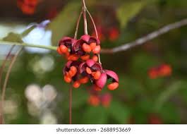 Image result for Celastraceae