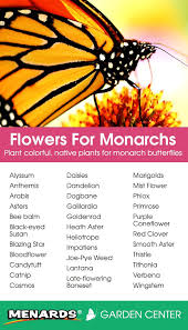 Plant Colorful Native Plants For Monarch Butterflies Butterfly Garden Design Monarch Butterfly Garden Butterfly Plants