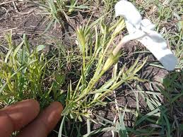 Image result for Cycnium