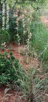 Image result for Cymbopogon nardus