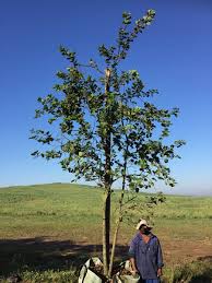 Image result for Dombeya rotundifolia