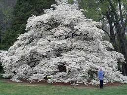 Curb appeal is especially important for a commercial property. This Dogwood Tree Is Amazing Dogwood Trees Trees To Plant Flowering Trees