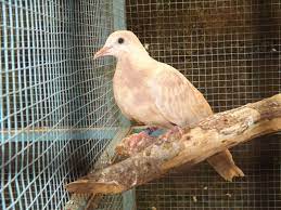 Prospek Breeding Derkuku Warna Oke Win Wins Bf Bantul Kembangkan Derkluku Pied Dan Backspot Majalah Burung Pas
