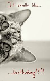 101 Funny Cat Birthday Memes For The Feline Lovers In Your Life Happy Birthday Cat Funny Happy Birthday Wishes Happy Birthday Man