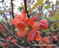Image result for Chaenomeles