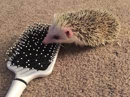 Head jog brushes and combs have become firmly established as an industry favourite with its iconic hedgehog branding becoming a permanent fixture in many leading salons across the uk. The Hairbrush Could Be A Good Friend It S Just As Pokey Instagram Violet Thehedgehog Hedgehog Hedgie Cute Animals Felted Hedgehog Hedgehog