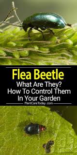 Maybe you would like to learn more about one of these? What Is A Flea Beetle And How To Control Them In The Garden Flea Beetles Lawn Pests Garden Pests