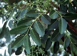 Image result for Khaya