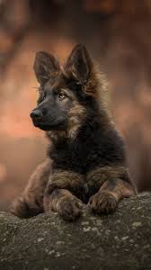 Animal German Shepherd 1080x1920 Mobile Wallpaper Shepherd Puppies German Shepherd Puppies Sable German Shepherd